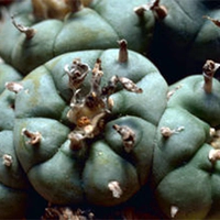 Peyote Cactus