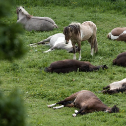 Sleeping horses