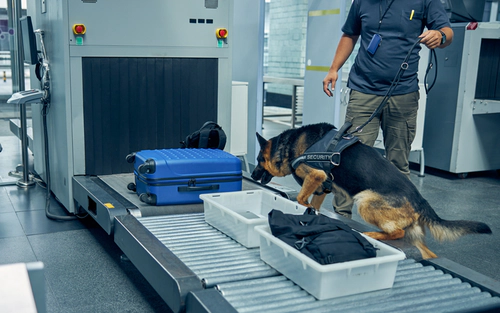 Drug detection dog smelling packages/luggage